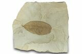Fossil Legume (Leguminosites) Leaf - Green River, Utah #323322-1